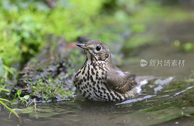 画眉(Turdus philomelus)